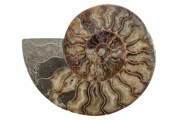 Cut & Polished Ammonite Fossil (Half) - Madagascar #212913
